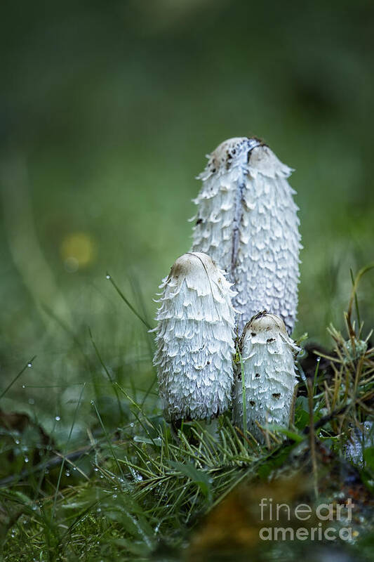 Mushroom Poster featuring the photograph Shaggy Cap Mushroom No 2 by Belinda Greb