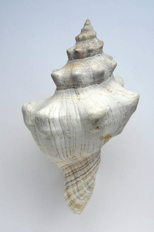 White Background Poster featuring the photograph Shell by Werner Schnell