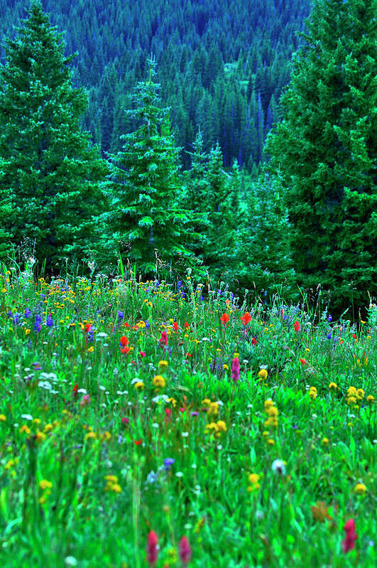 Shrine Pass Wildflowers Poster featuring the photograph Shrine Pass Wildflowers by Jeremy Rhoades
