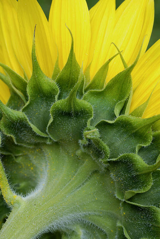 Flower Poster featuring the photograph Shy Sunflower by Nancy De Flon