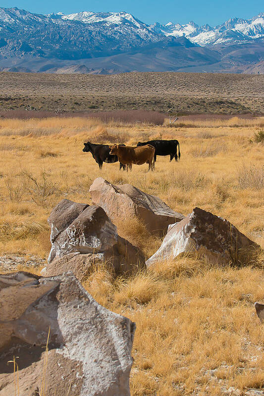2014 Poster featuring the photograph Sierra Cattle by Jan Davies