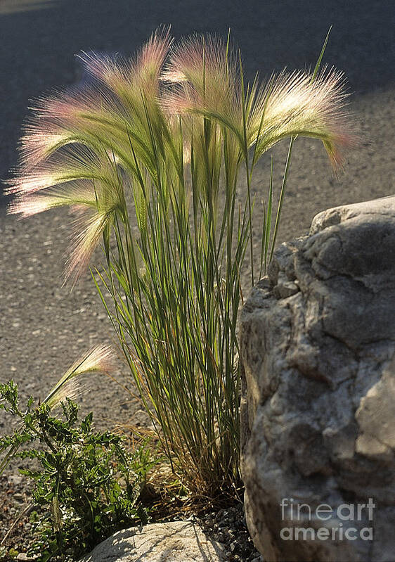 Ornamental Grass Poster featuring the photograph Silky Soft by Sharon Elliott