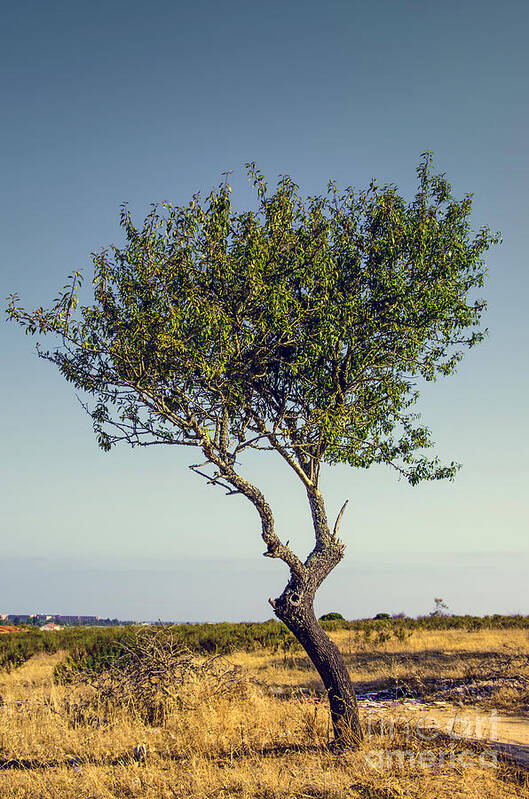 Alone Poster featuring the photograph Single Olive Tree by Carlos Caetano