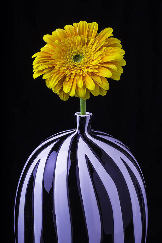 Single Poster featuring the photograph Single Yellow Daisy by Garry Gay