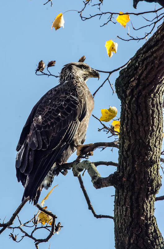 Immature Eagle Poster featuring the photograph Sitting in the Sun by Gary Wightman