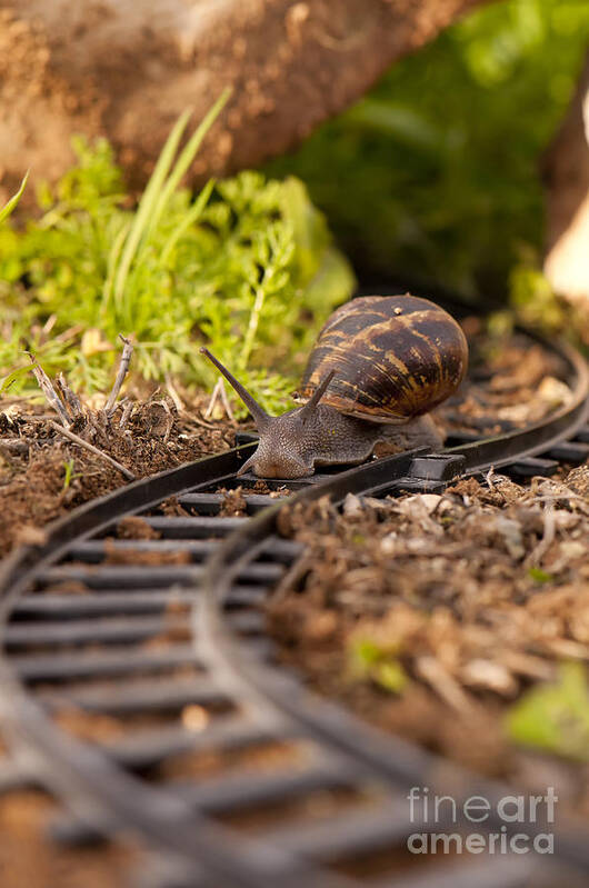 Slowness Poster featuring the photograph Snail on train tracks by Guy Viner