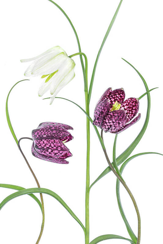 Floral Poster featuring the photograph Snakes Head Fritillary by Mandy Disher