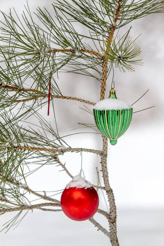 Christmas Balls Poster featuring the photograph Snow Covered Christmas Ornaments by Teri Virbickis