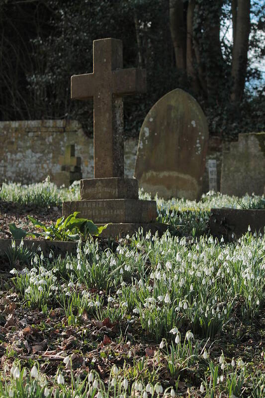 Snowdrops Winter Churchyard Leaves February Flowers Henry Hemming Poster featuring the photograph Snowdrops in the Churchyard by Henry Hemming