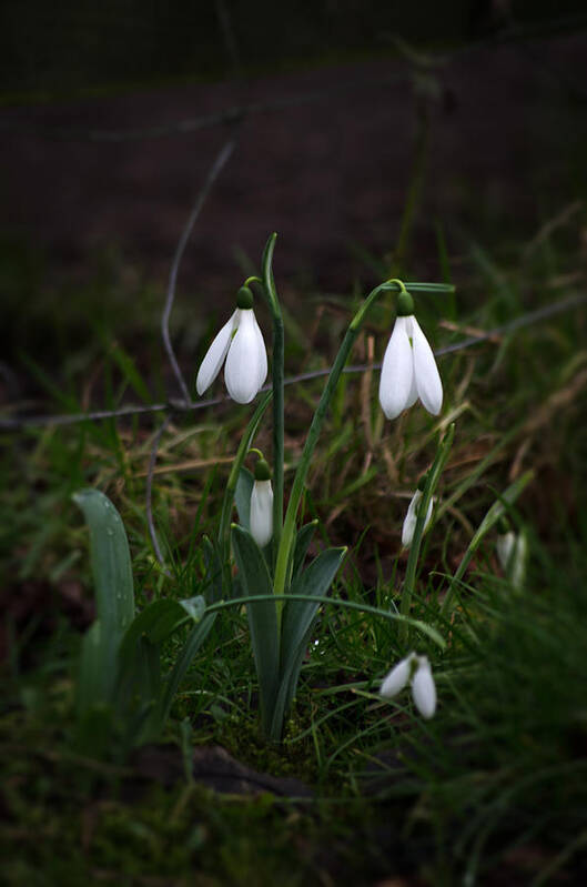 Nature Poster featuring the photograph Snowdrops by Spikey Mouse Photography
