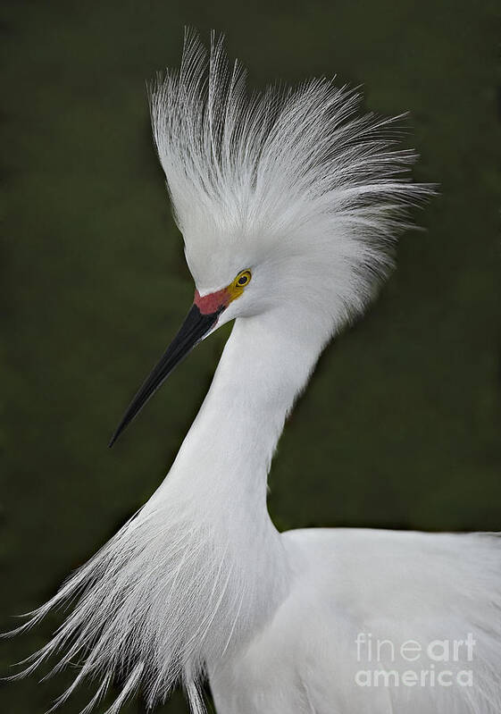 Snowy Egret Poster featuring the photograph Snowy Egret Display by Susan Candelario