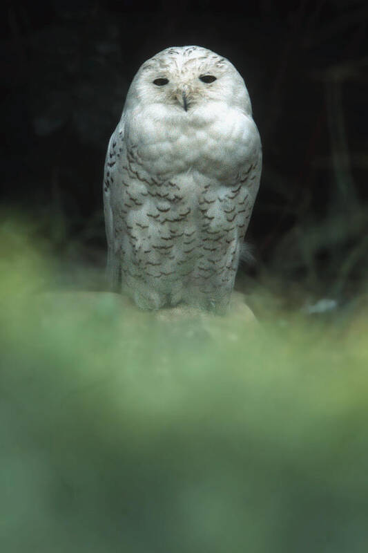 Snowy Owl Poster featuring the photograph Snowy Owl by Bud Simpson