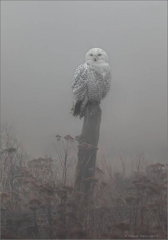 Snowy Owl Poster featuring the photograph Snowy Owl in the Mist by Daniel Behm