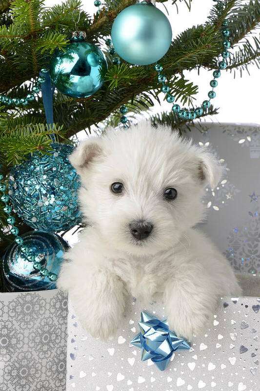 West Poster featuring the photograph Snowy White Puppy Present by MGL Meiklejohn Graphics Licensing