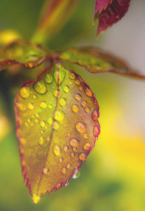 Leaf Poster featuring the photograph Soft Morning Rain by Stephen Anderson