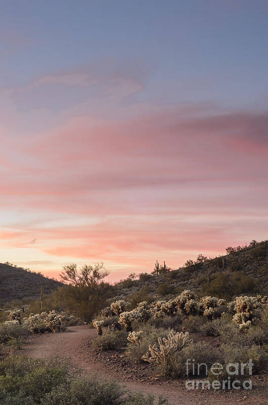 Sunset Poster featuring the photograph Sonoran Desert Sunset by Tamara Becker