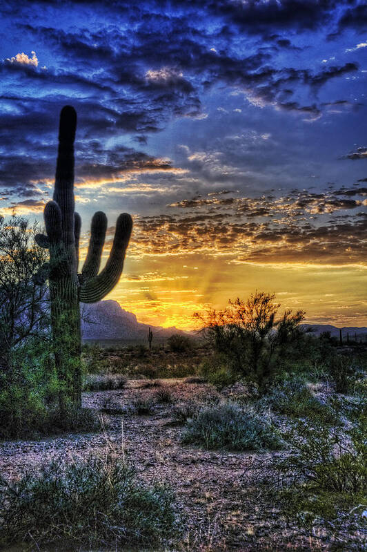 Sonoran Desert Poster featuring the photograph Sonoran Sunrise by Saija Lehtonen