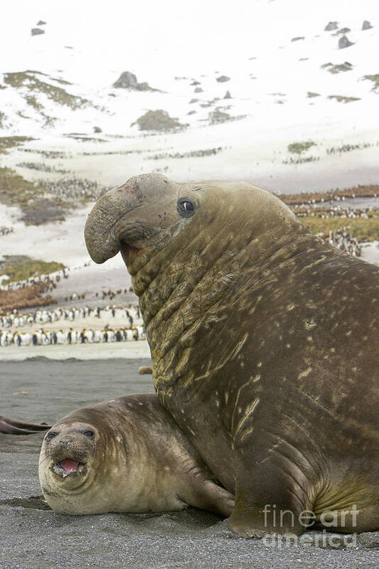 00345751 Poster featuring the photograph Southern Elephant Seal Couple by Yva Momatiuk John Eastcott
