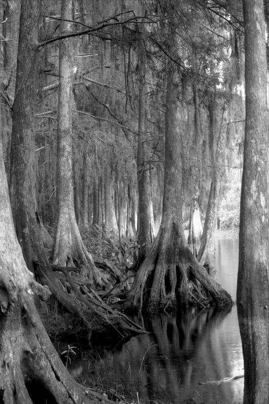Black & White Landscape Photography Poster featuring the photograph Spanish Moss and Pond Cypress. Shingle Creek. by Chris Kusik