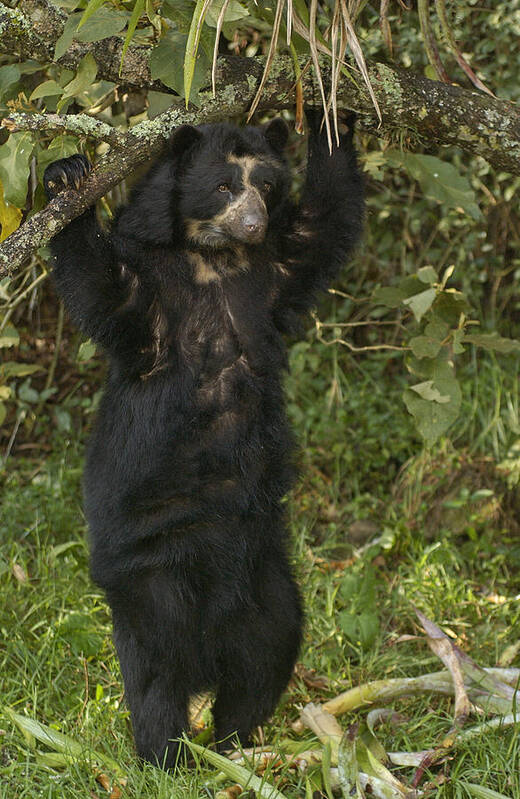 Feb0514 Poster featuring the photograph Spectacled Bear In Cloud Forest by Pete Oxford