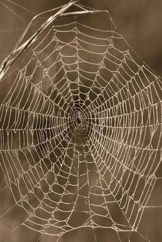 Spider Poster featuring the photograph Spider Web in Sepia by John Harmon