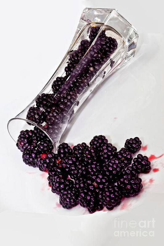 Black Poster featuring the photograph Spilt BlackBerries by Shirley Mangini