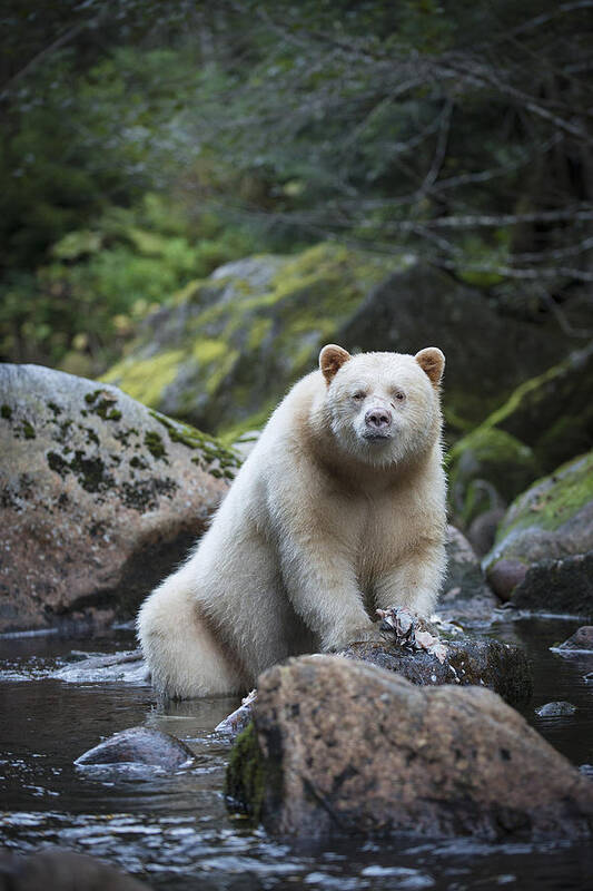 Bear Poster featuring the photograph Spirit Bear in Creek by Bill Cubitt