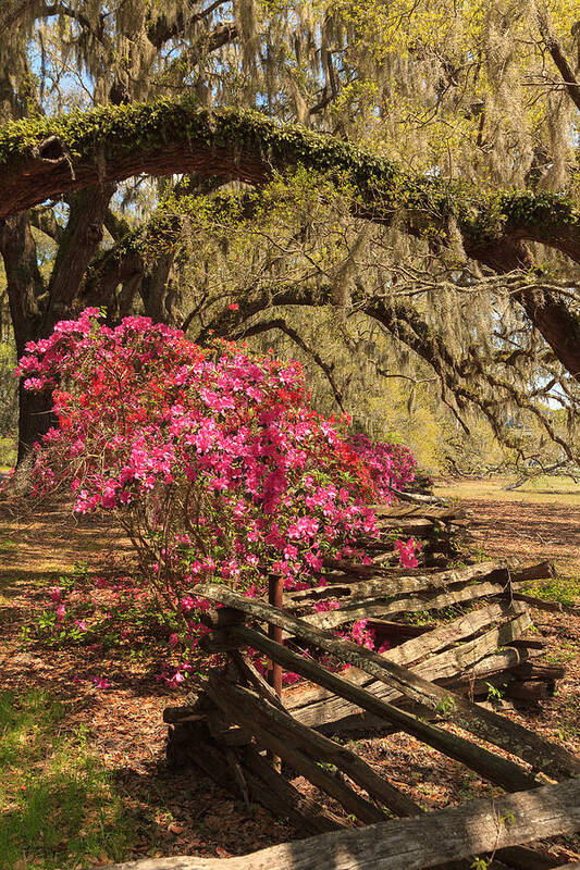 Azalea Poster featuring the photograph Spring Beauty by Patricia Schaefer