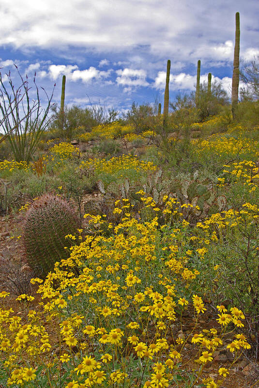 Spring Poster featuring the photograph Spring in the Desert by Will Wagner