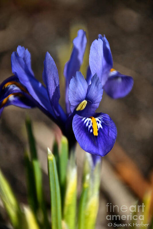 Flower Poster featuring the photograph Spring Iris by Susan Herber