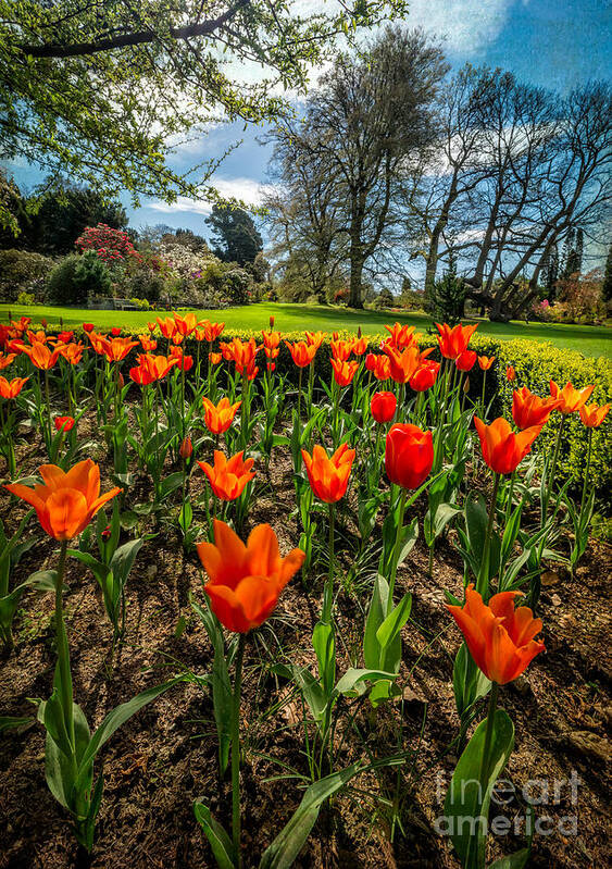 Red Tulips Poster featuring the photograph Spring Meadow by Adrian Evans