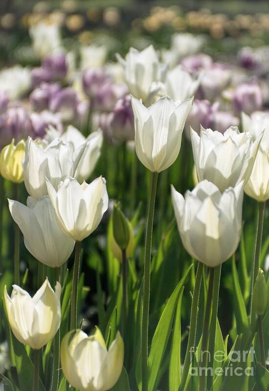 White Poster featuring the photograph Spring Morning by Peggy Hughes