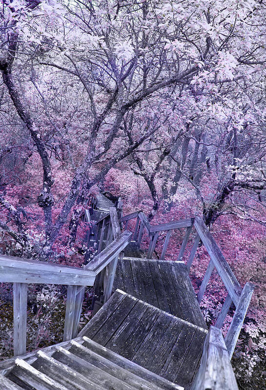 Infrared Poster featuring the photograph Spring by Rick Mosher