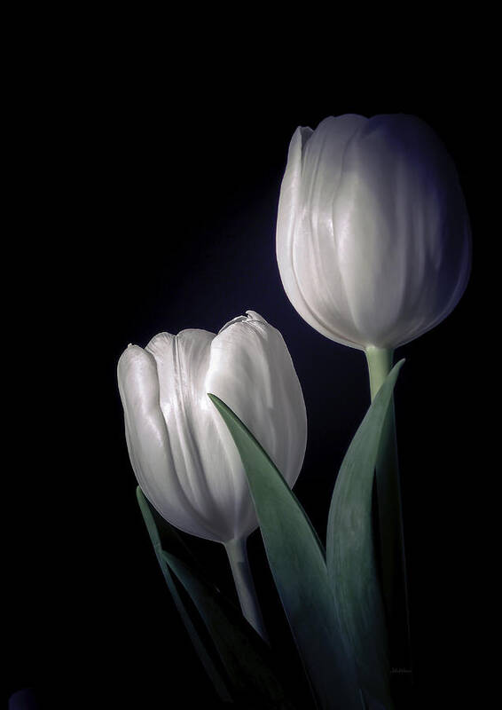 Tulips Poster featuring the photograph Springtime White Tulips by Julie Palencia
