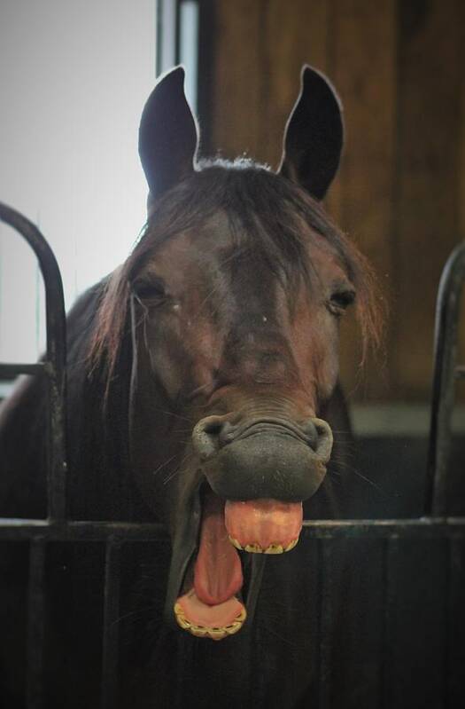 Horse Poster featuring the photograph Stable Humour by Karl Anderson