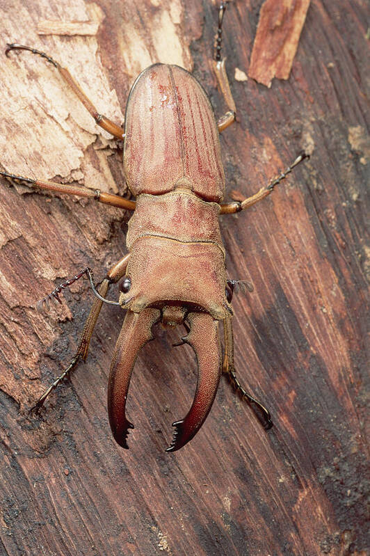 Feb0514 Poster featuring the photograph Stag Beetle Sarawak Borneo by Mark Moffett
