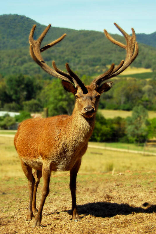 Stag Poster featuring the photograph Stag by Glen Johnson