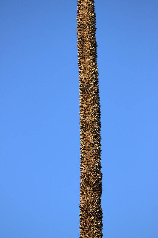 Grass Tree Poster featuring the photograph Standing alone by Miroslava Jurcik