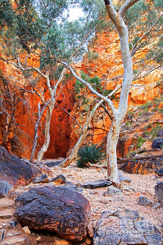 Stanley Chasm Outback Central Australia Landscape Northern Territory Australian West Mcdonnell Ranges Poster featuring the photograph Stanley Chasm by Bill Robinson