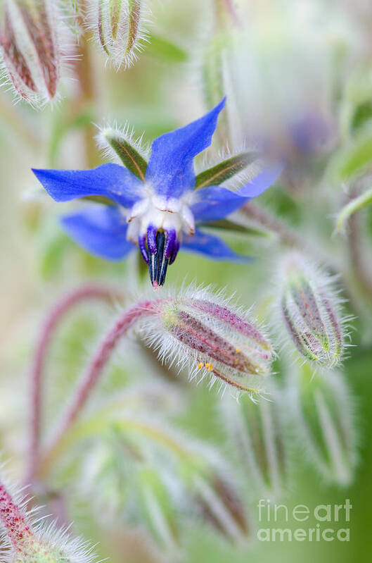 Borage Poster featuring the photograph Star of the Garden by Tamara Becker