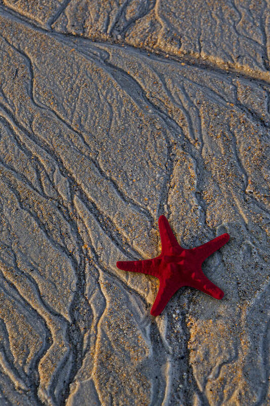 Sea Poster featuring the photograph Starfish In The Sand by Susan Candelario