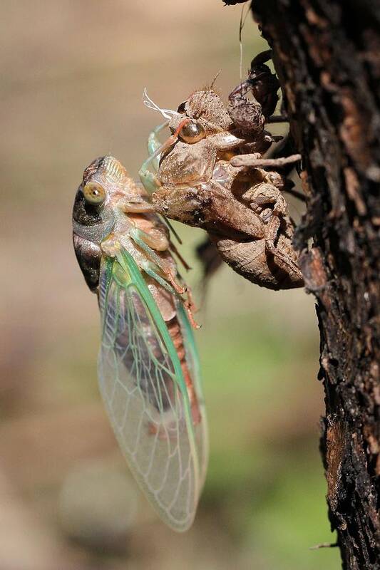 Cicada Poster featuring the photograph Start of a new life by Doris Potter