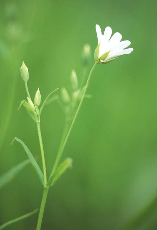 Botanical Poster featuring the photograph Stitchwort Flower by Simon Fraser/science Photo Library