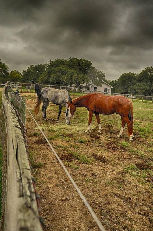 Horse Photograph Poster featuring the photograph Stormy Skies by Kristina Deane