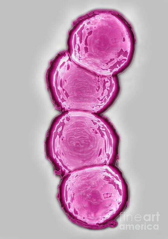 Streptococcus Pneumoniae Poster featuring the photograph Streptococcus pneumoniae by James Cavallini