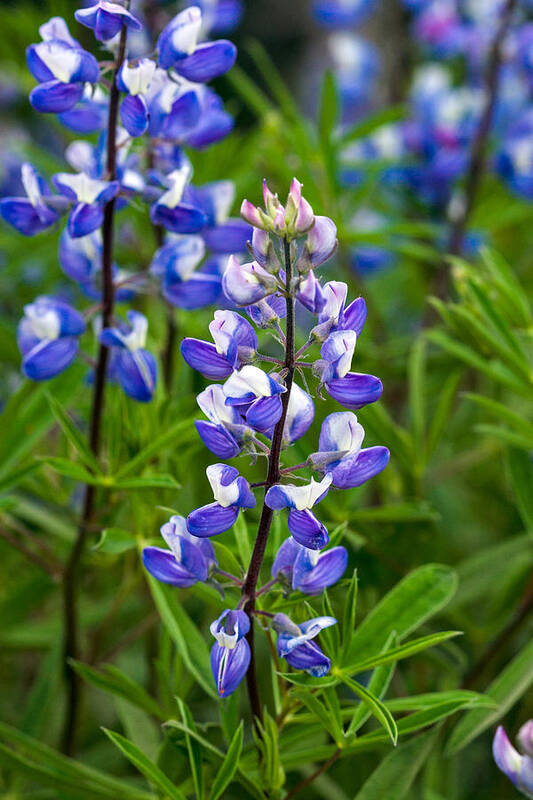 Blooms Poster featuring the photograph Subalpine Lupines Lupinus arcticus by Michael Russell