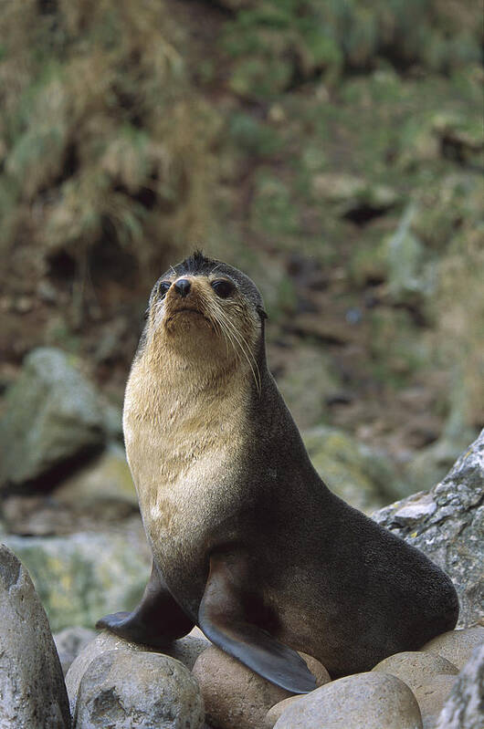 Feb0514 Poster featuring the photograph Subantarctic Fur Seal Male Gough Island by Tui De Roy
