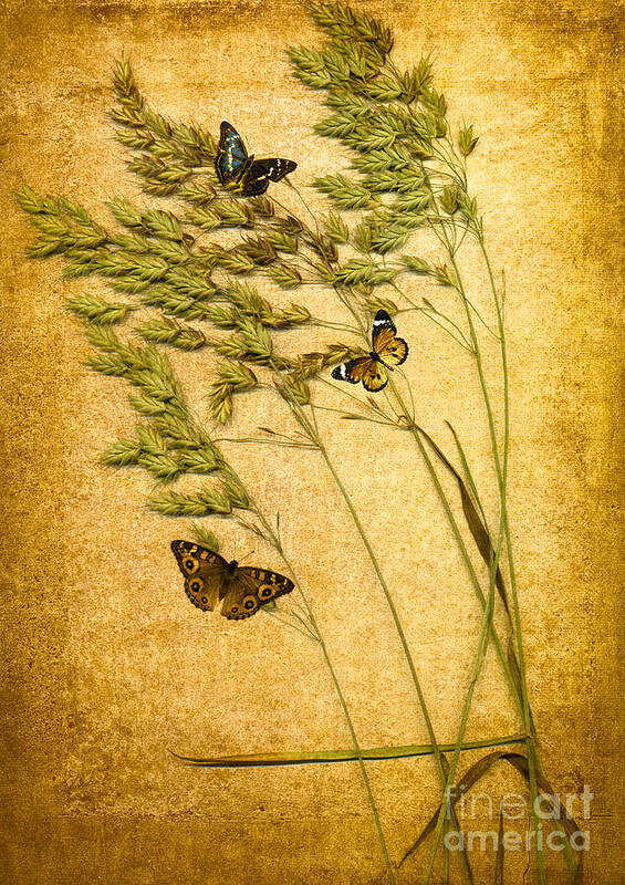 Bugs Poster featuring the digital art Summer Meadow by Jan Bickerton