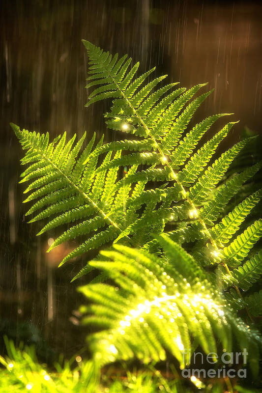 Fern Poster featuring the photograph Summer rain by Jane Rix