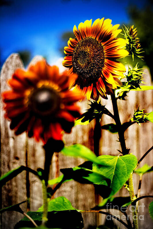 Sun Flowers Poster featuring the photograph Sun Flowers by Randall Cogle